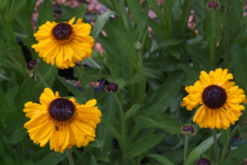 Helenium bigelovii 'The Bishop'Zonnekruid bestellen